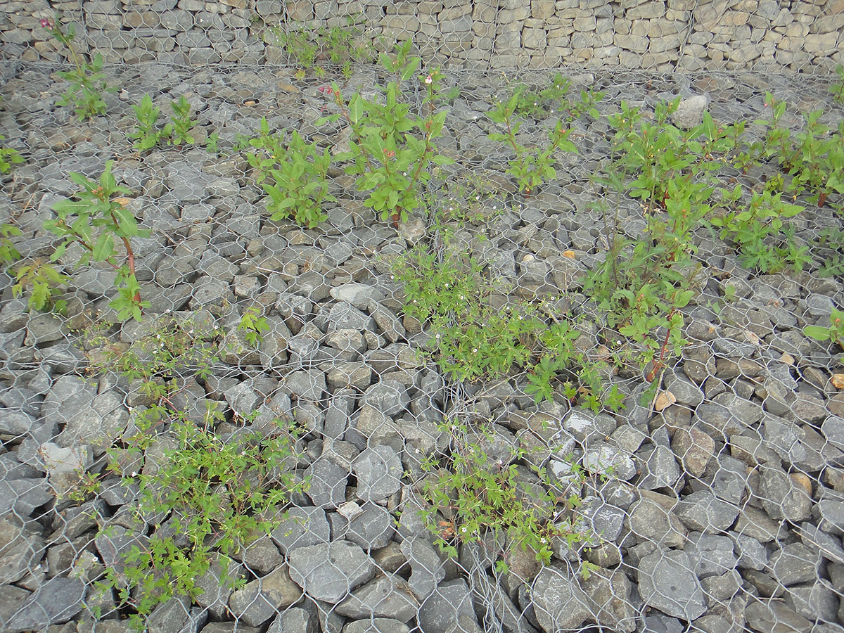 Image of Geranium sibiricum specimen.