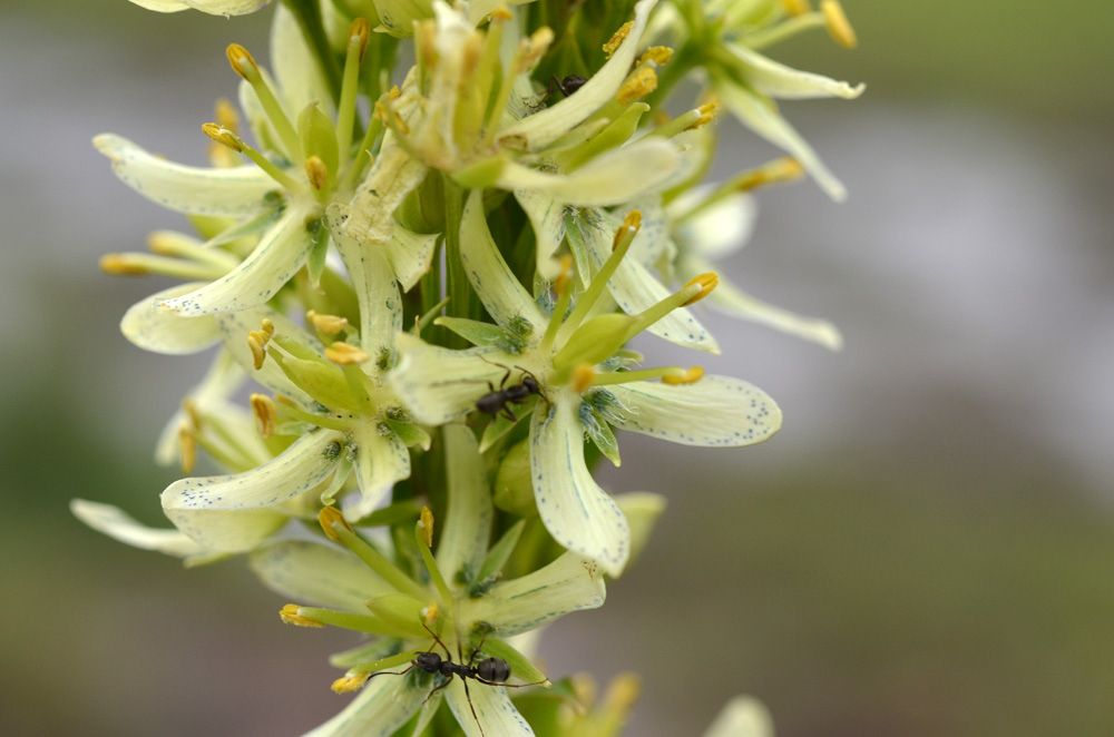 Image of Swertia connata specimen.