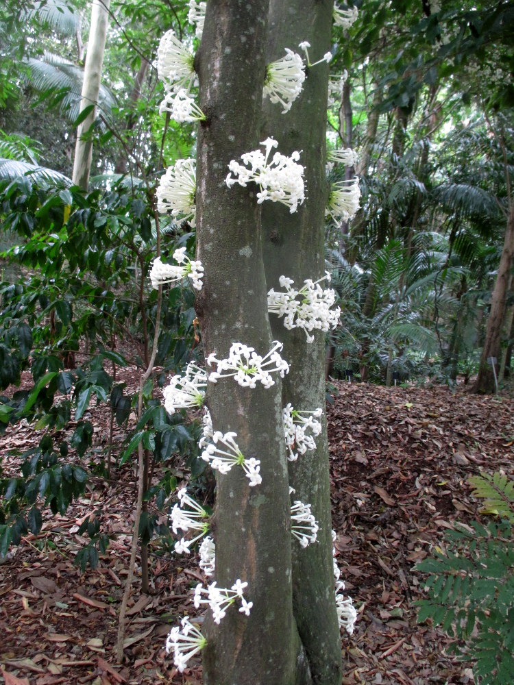 Изображение особи Phaleria clerodendron.