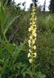 Pedicularis incarnata