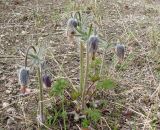 Pulsatilla ajanensis. Отцветающие растения. Якутия (Саха), Нерюнгринский р-н, окр. гольца Эвота, перевал Тит. 09.06.2012.