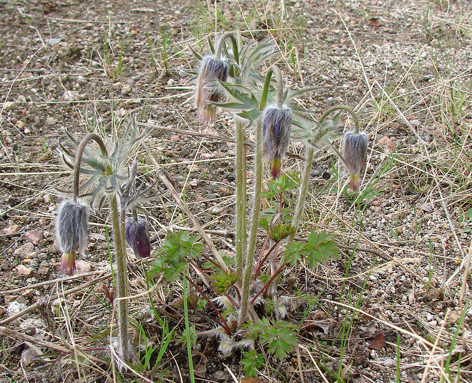 Image of Pulsatilla ajanensis specimen.