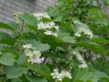 Crataegus sanguinea. Ветвь с соцветиями. Санкт-Петербург. 02.06.2009.