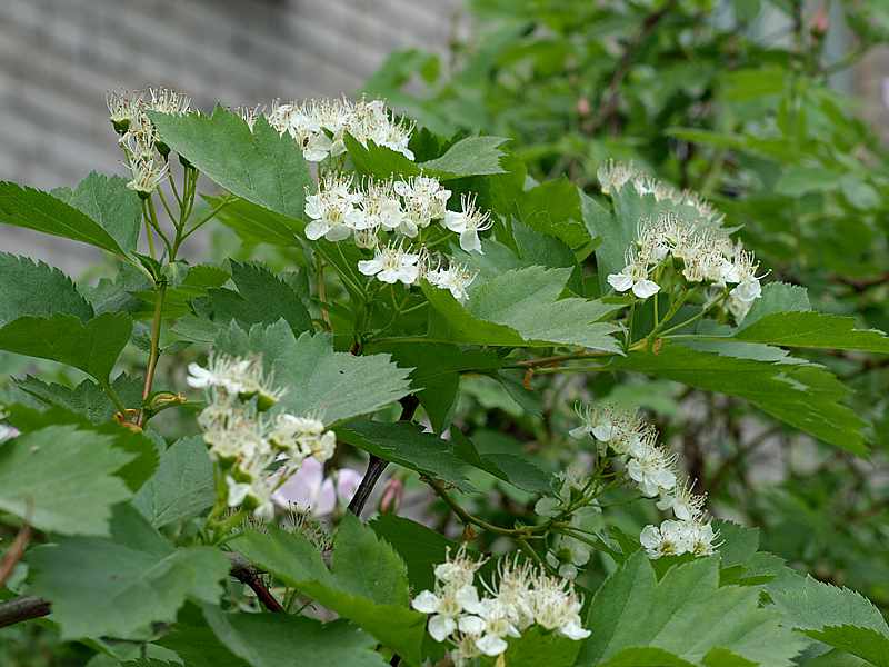 Изображение особи Crataegus sanguinea.