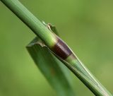 Image of taxon representative. Author is Светлана Нестерова