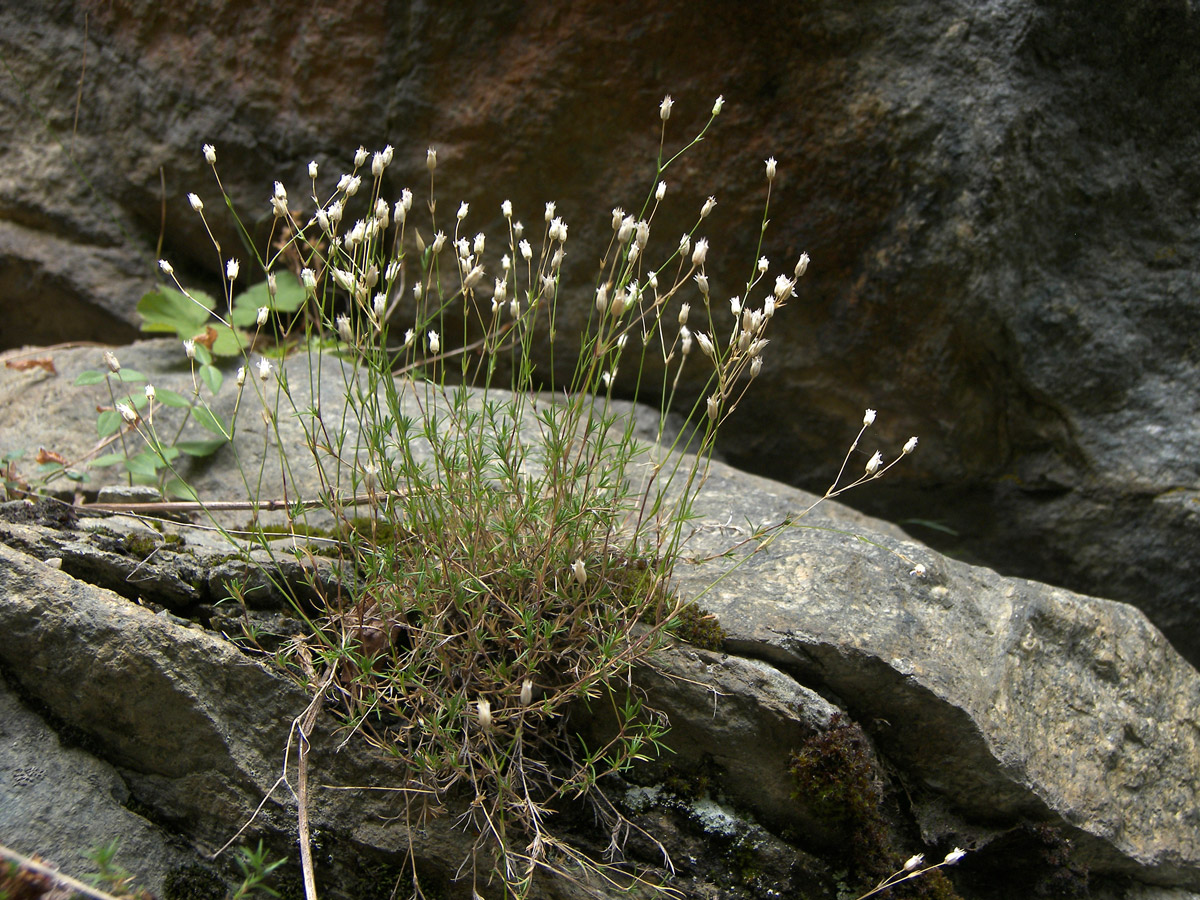 Image of Minuartia biebersteinii specimen.