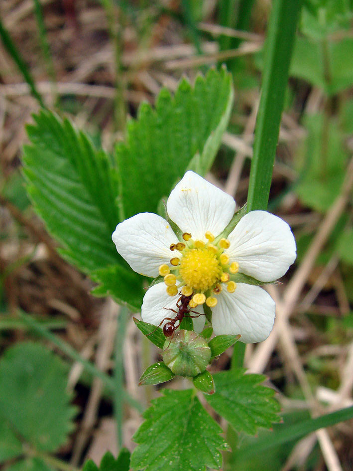 Image of Fragaria moschata specimen.