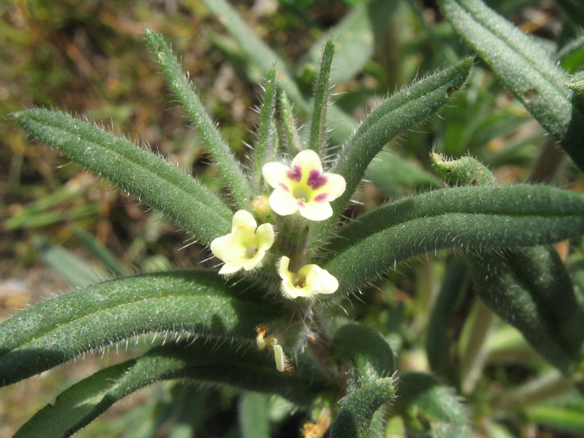 Изображение особи Arnebia decumbens.