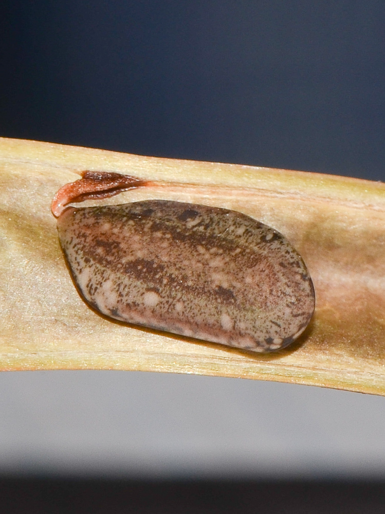 Image of Calliandra tergemina var. emarginata specimen.