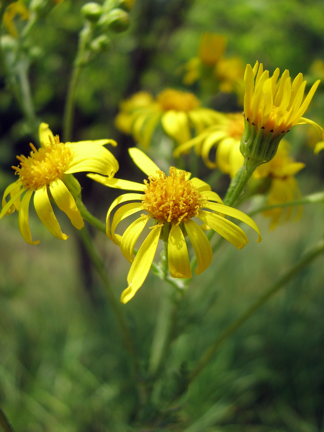 Image of Senecio jacobaea specimen.