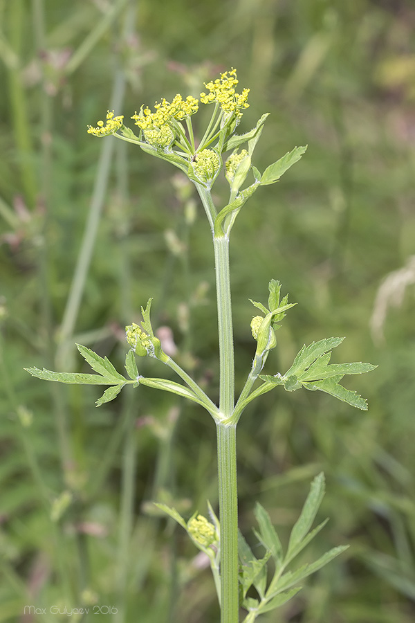 Изображение особи Pastinaca sativa.