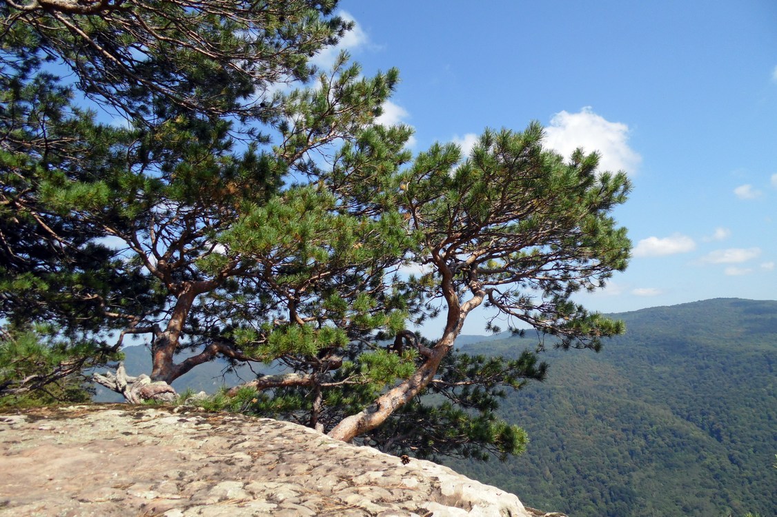 Image of Pinus sylvestris specimen.