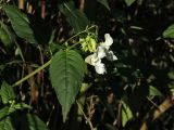 Impatiens glandulifera