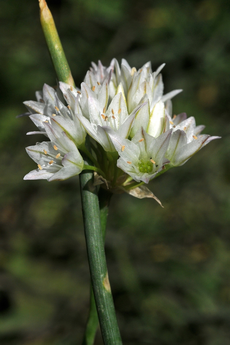 Изображение особи Allium diabolense.