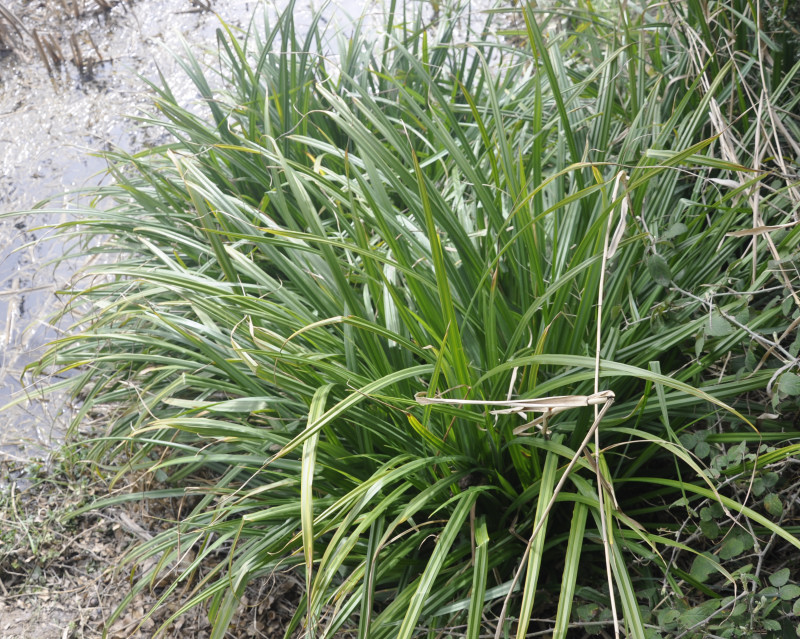 Image of genus Carex specimen.