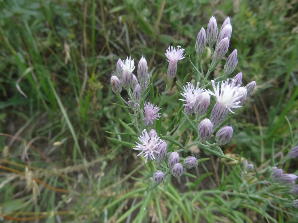 Image of Jurinea multiflora specimen.