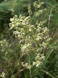 Thalictrum amurense