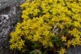 Sedum acre