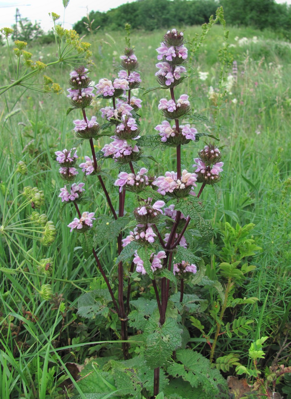 Image of Phlomoides tuberosa specimen.