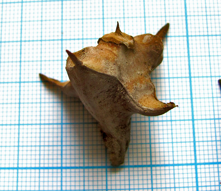 Image of Trapa maeotica specimen.