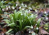 Galanthus woronowii