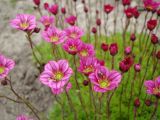 Saxifraga × arendsii. Цветки. Пенза, Ботанический сад ПГУ, в культуре. 11 мая 2016 г.