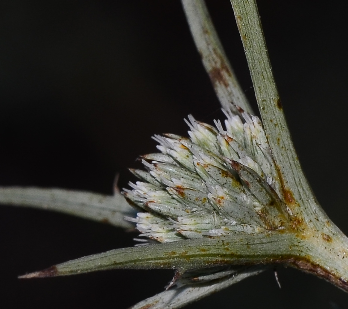 Image of Eryngium glomeratum specimen.