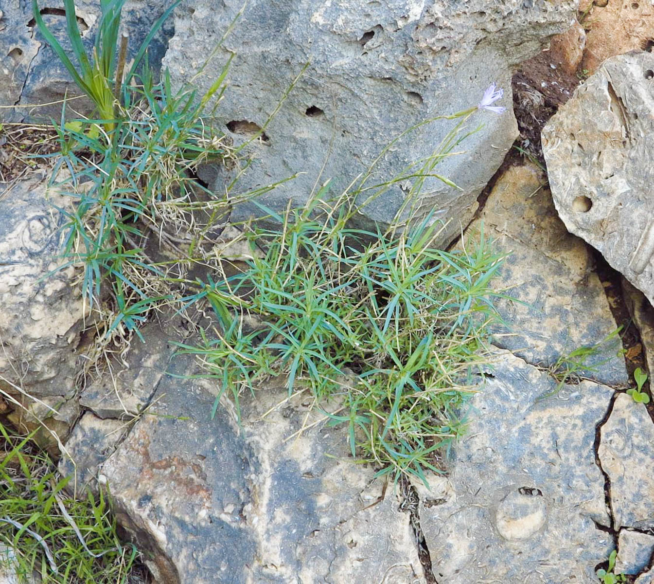 Image of Dianthus pendulus specimen.