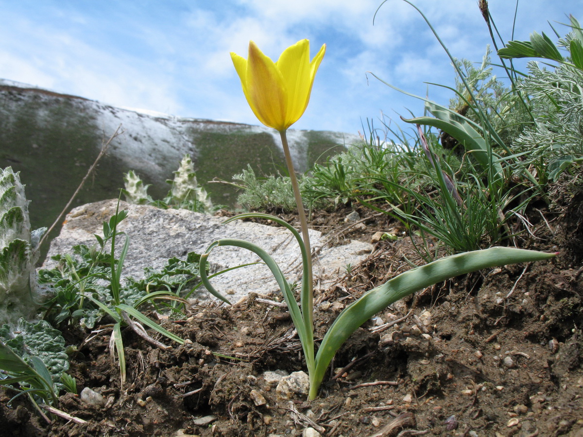 Изображение особи Tulipa ostrowskiana.