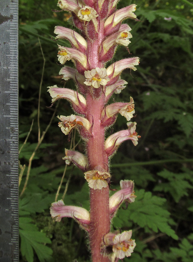 Изображение особи Orobanche hederae.