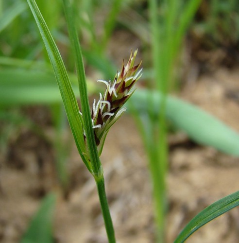 Изображение особи Carex melanostachya.