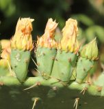 Opuntia discata