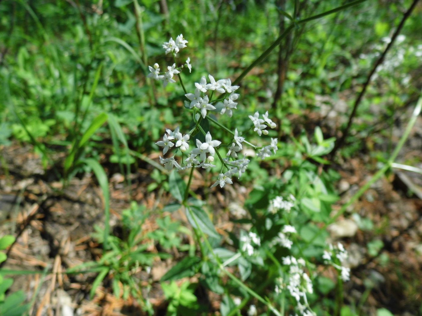 Image of Galium boreale specimen.