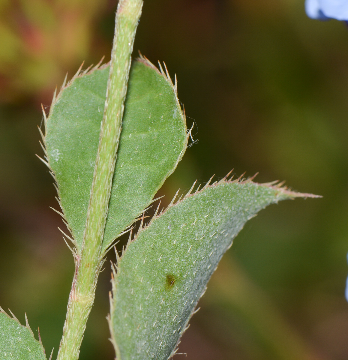 Image of Ceratostigma willmottianum specimen.