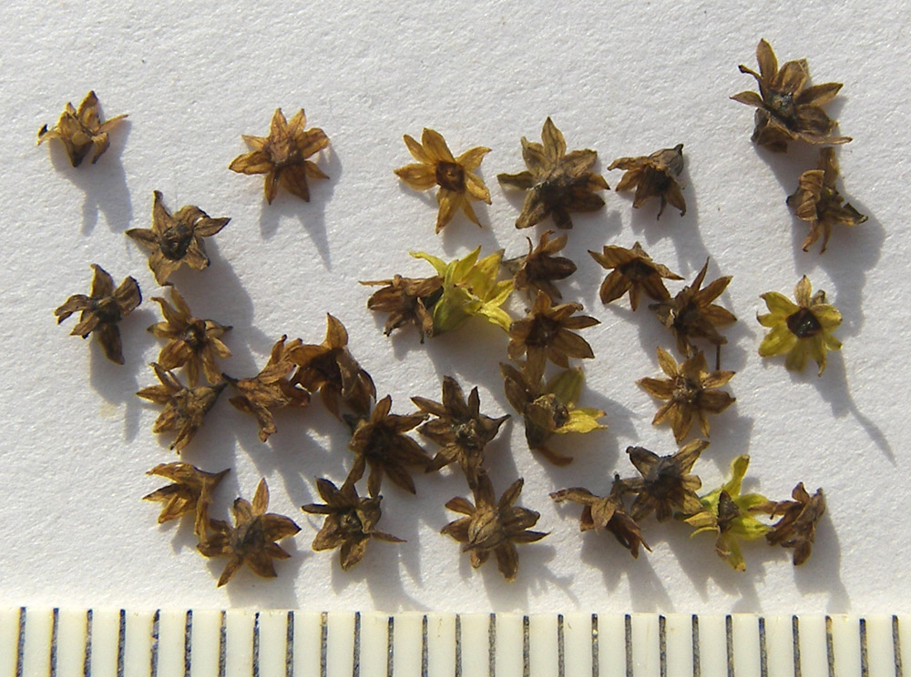 Image of Alchemilla retinervis specimen.