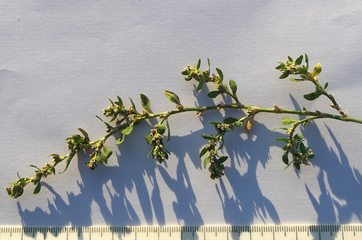 Image of Polygonum arenastrum specimen.