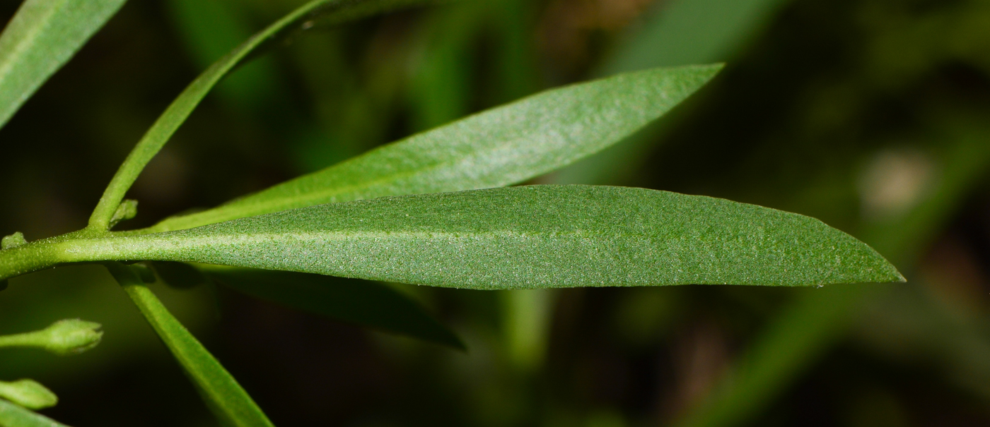 Image of Myoporum parvifolium specimen.