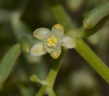 Tetraena coccinea. Цветок. Израиль, южная Арава, восточные окр. киббуца Элифаз, нарушенное местообитание у плантации фиников, лёсс. 20.02.2017.