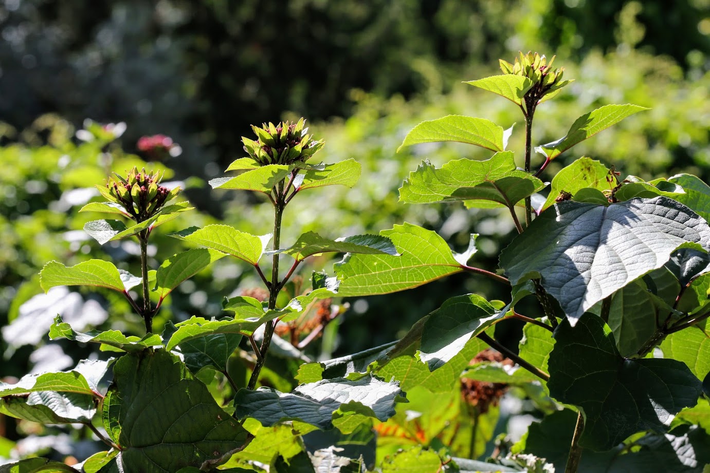 Image of Clerodendrum bungei specimen.