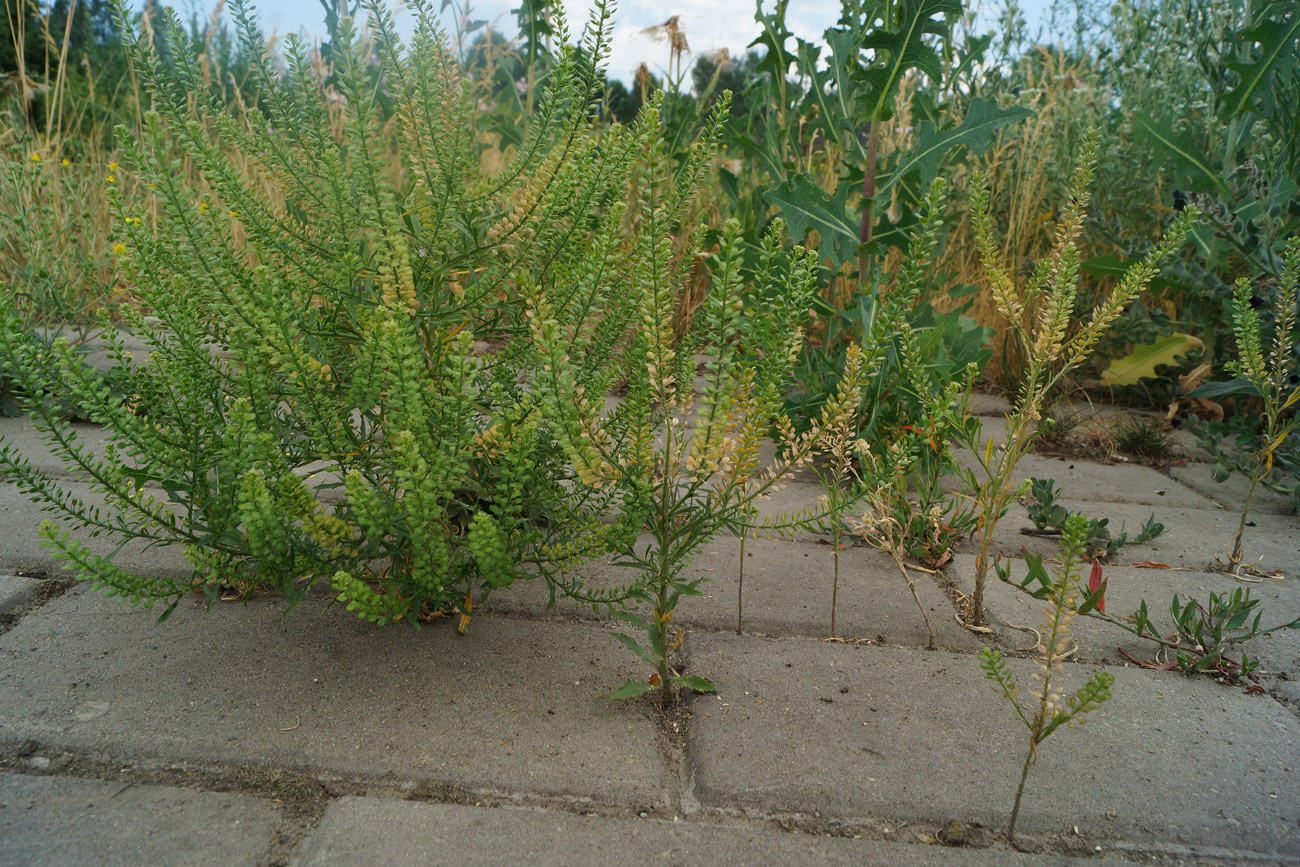 Изображение особи Lepidium densiflorum.