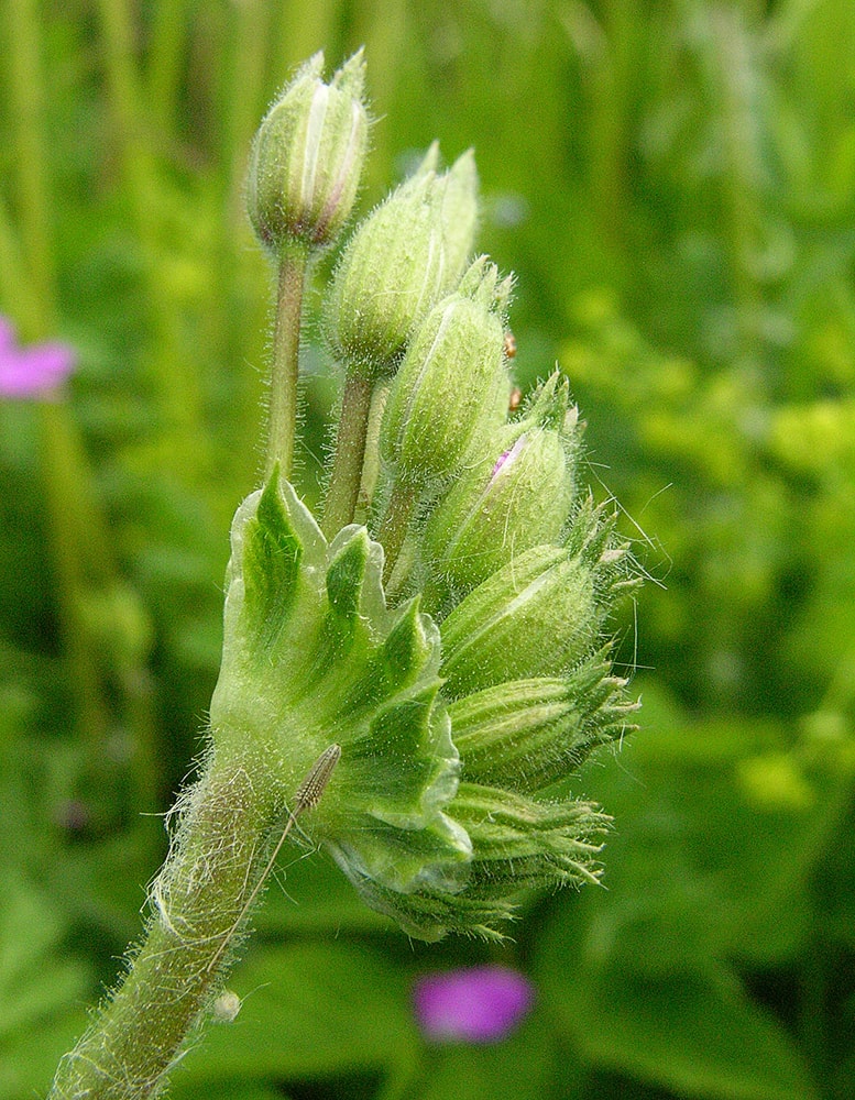 Изображение особи Erodium manescavi.