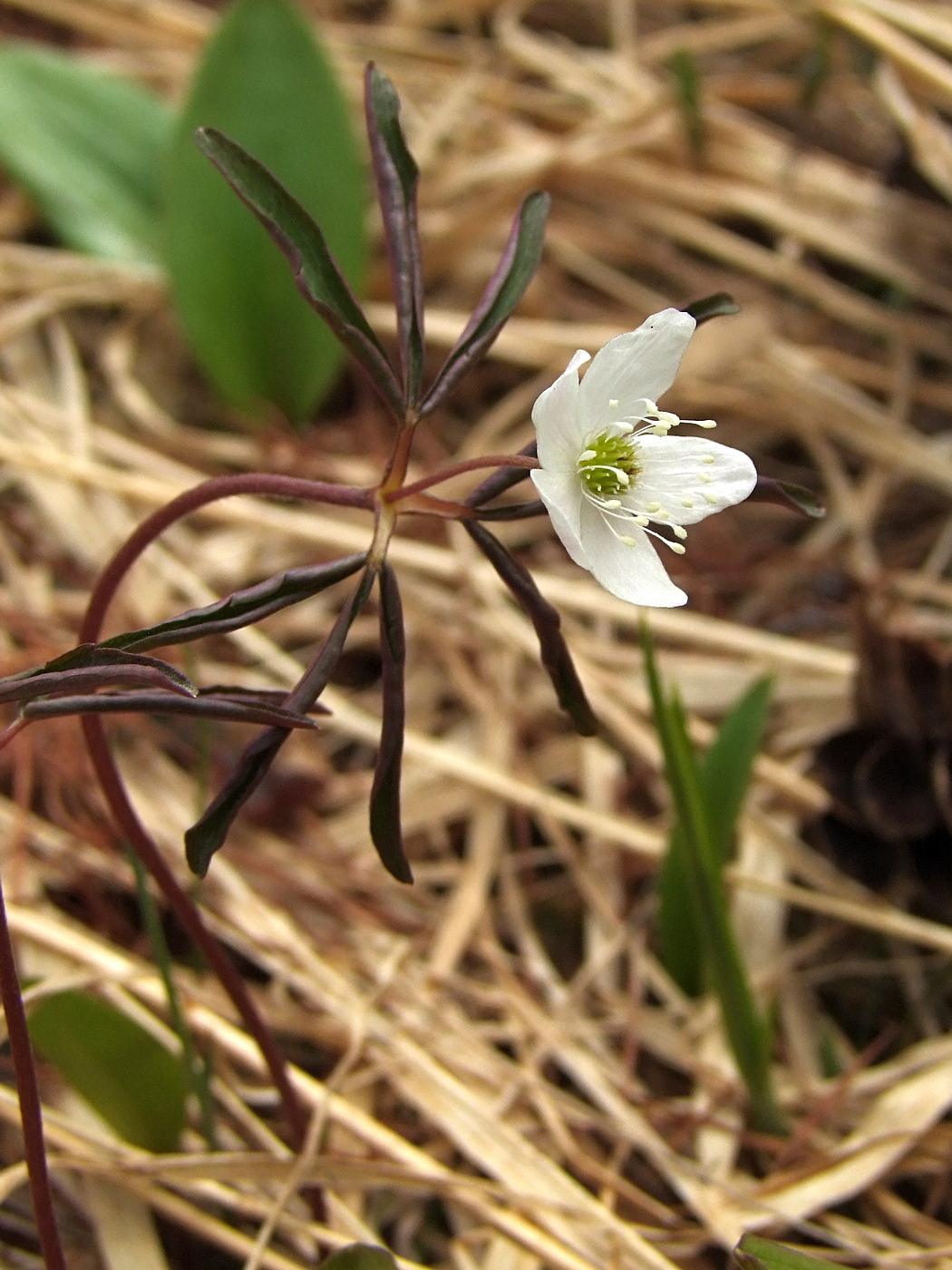 Image of Anemone debilis specimen.