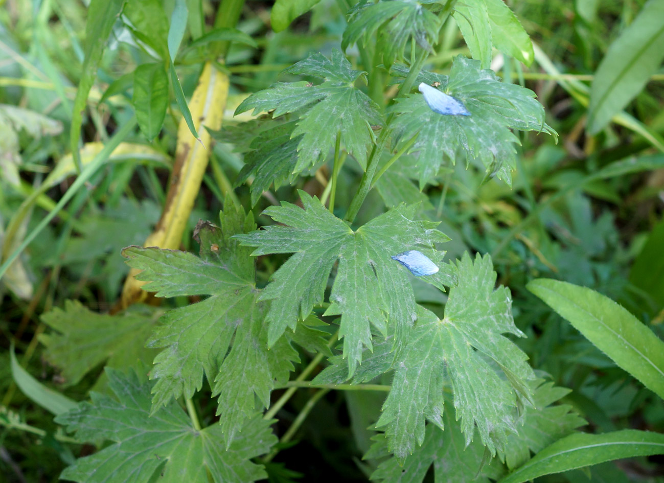 Image of Delphinium &times; phoeniceum specimen.