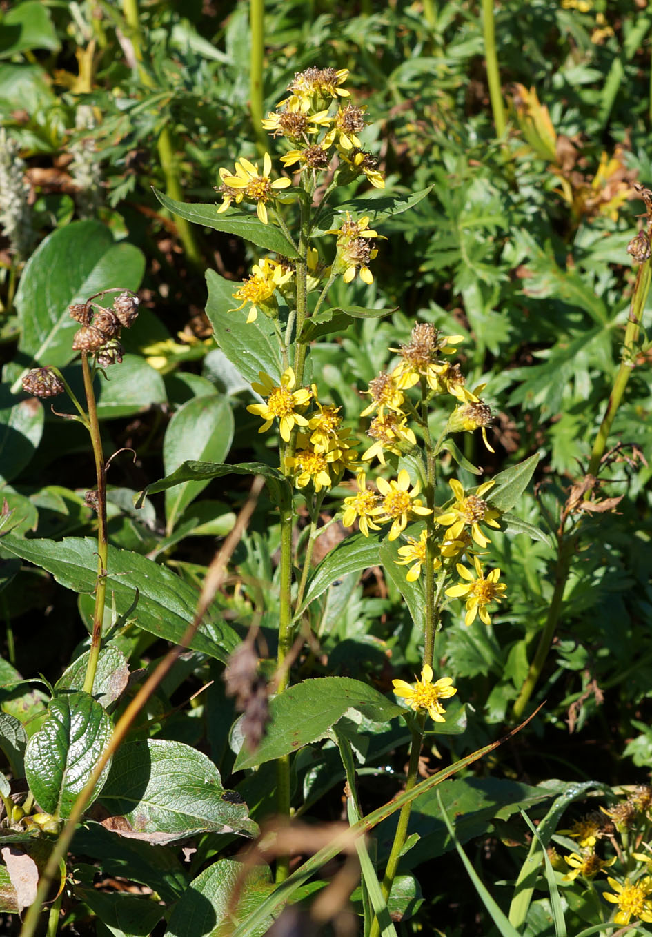 Изображение особи Solidago cuprea.