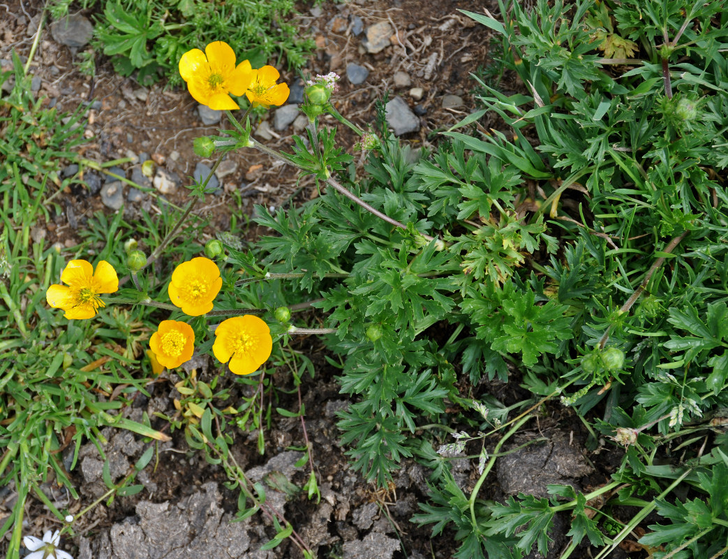 Image of Ranunculus caucasicus specimen.