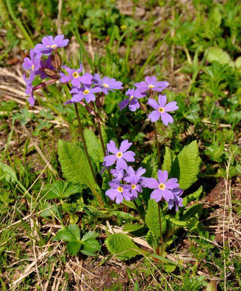 Image of Primula amoena specimen.