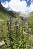 Aconitum cymbulatum