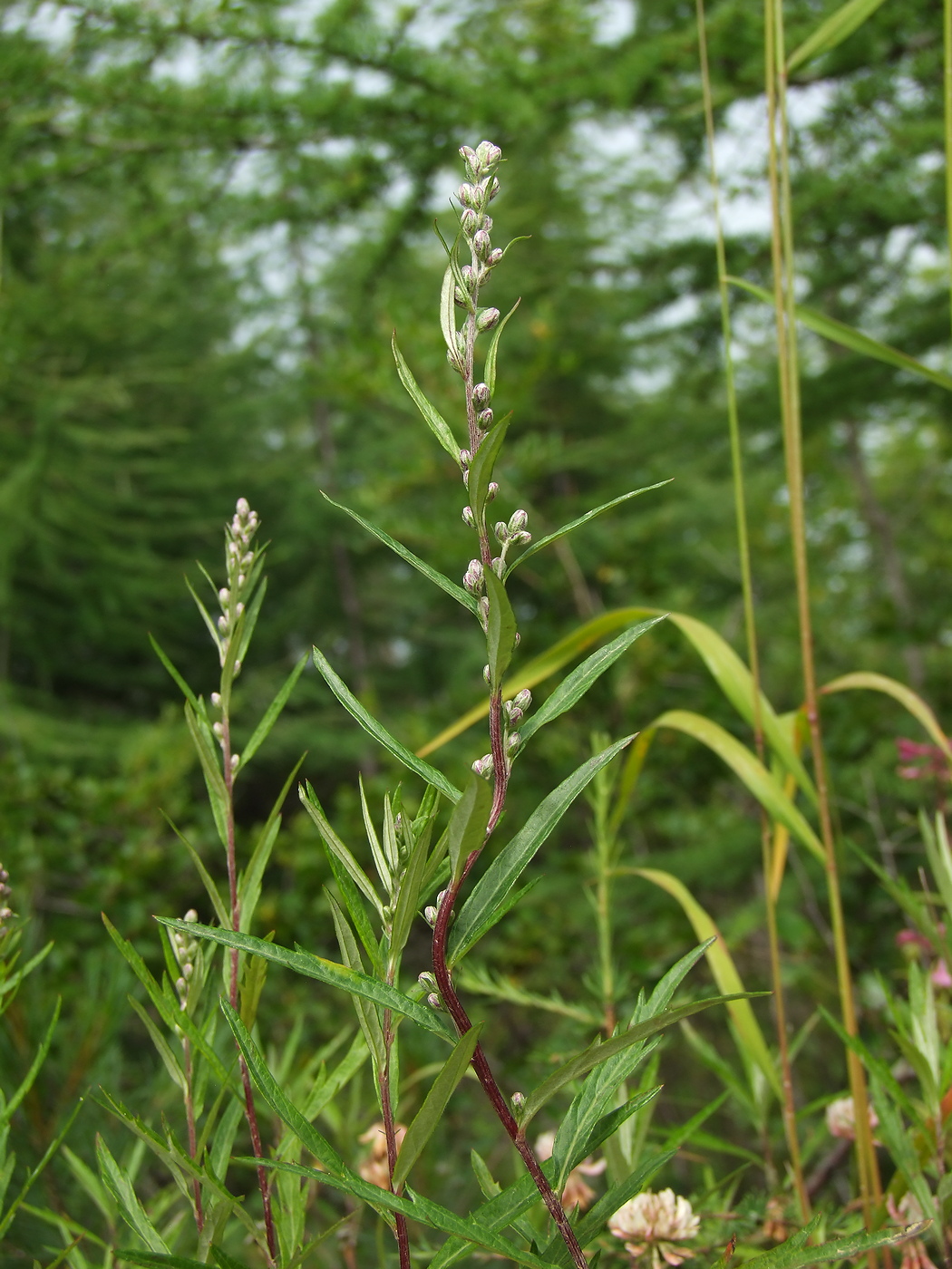 Image of Artemisia integrifolia specimen.