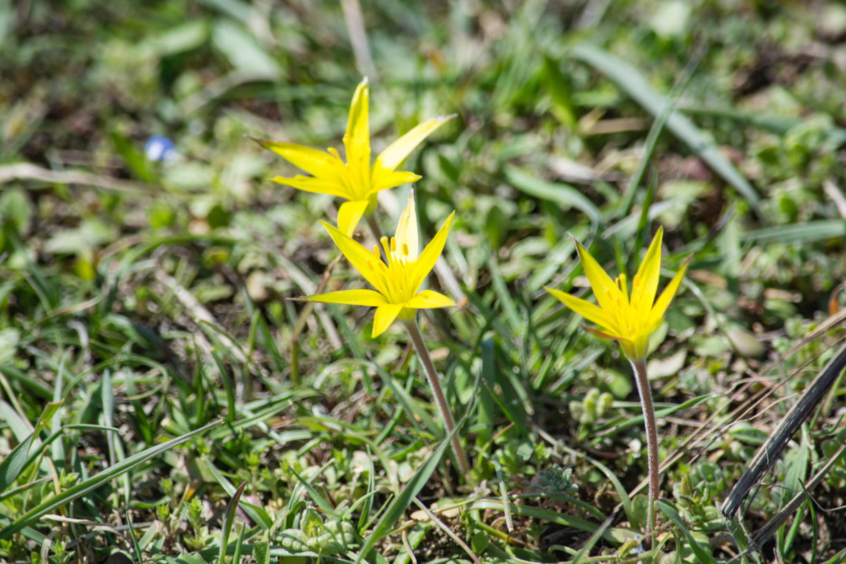 Image of genus Gagea specimen.