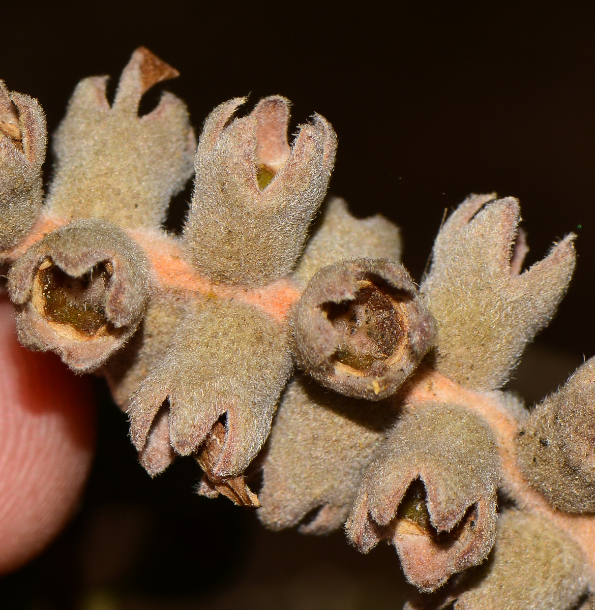 Image of Melaleuca elliptica specimen.